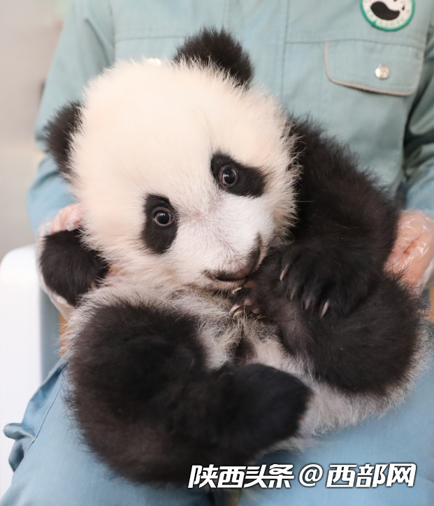 2023年繁育4胎7仔!