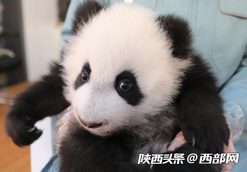 2023年繁育4胎7仔!