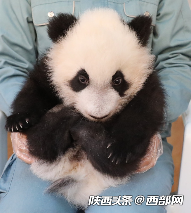 2023年繁育4胎7仔!