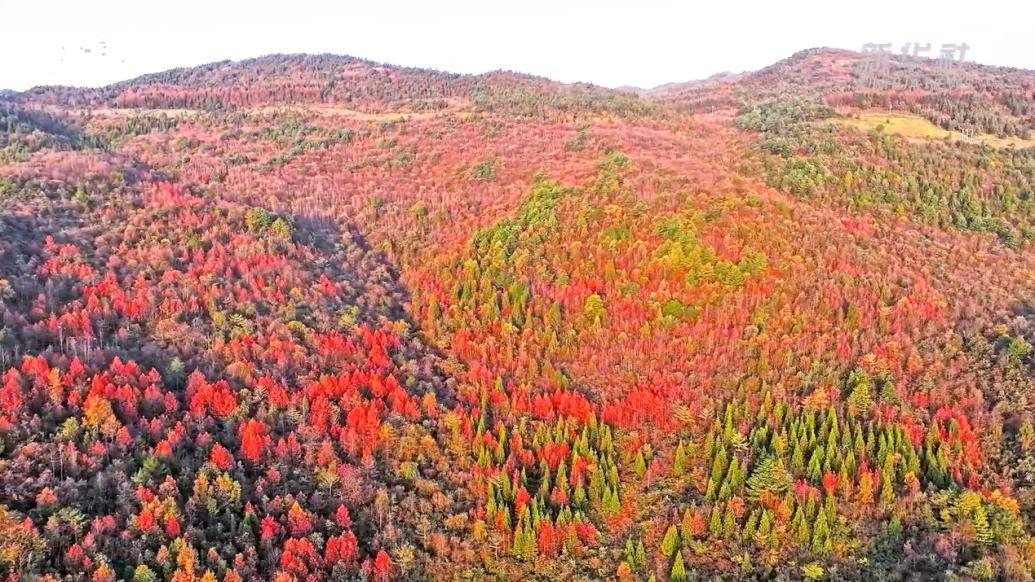 重慶豐都:彩林浸染美麗山鄉