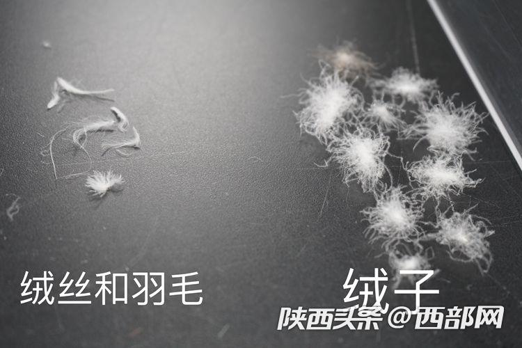 绒丝和绒子有明显区别