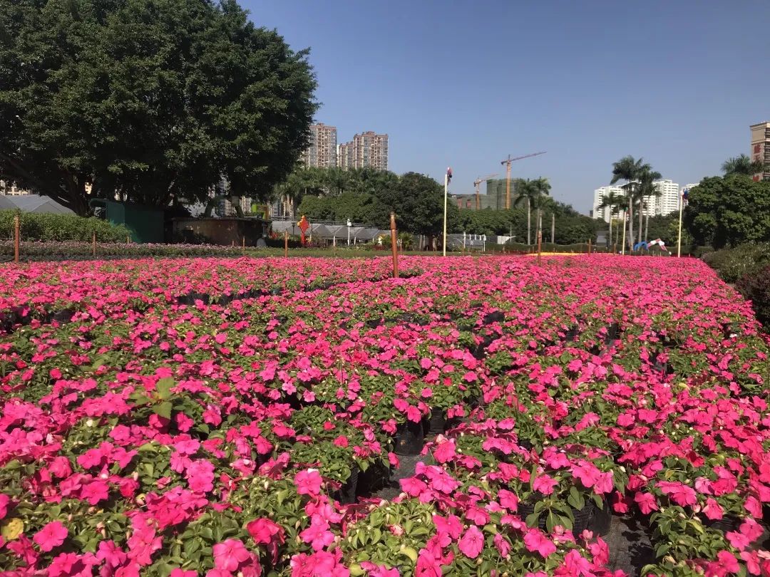 最高气温直冲28℃!局地还有雨雾要来,广西接下来的天气.