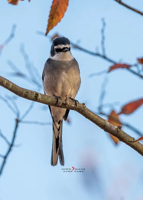 琉球山椒鸟 朱维佳 摄