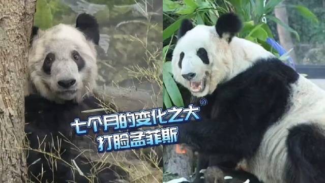 丫丫回家七个月的变化有目共睹! 为北动点赞!|佟丽娅|大熊猫_新浪新闻
