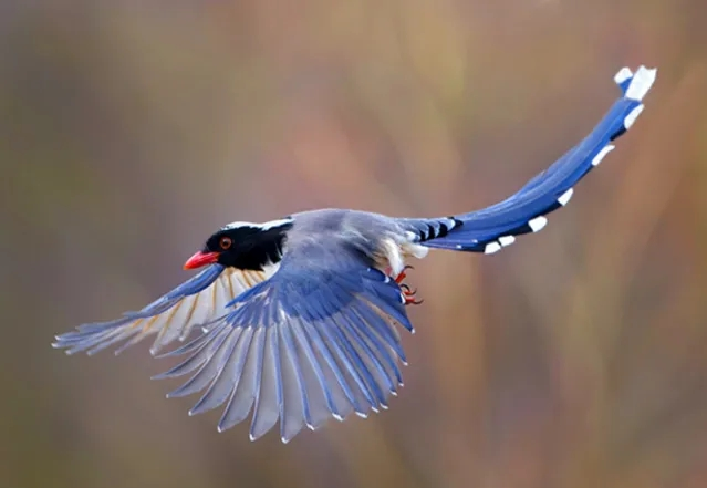 自然界里在空中展翅飞翔的红嘴长尾蓝鹊.重庆自然博物馆供图