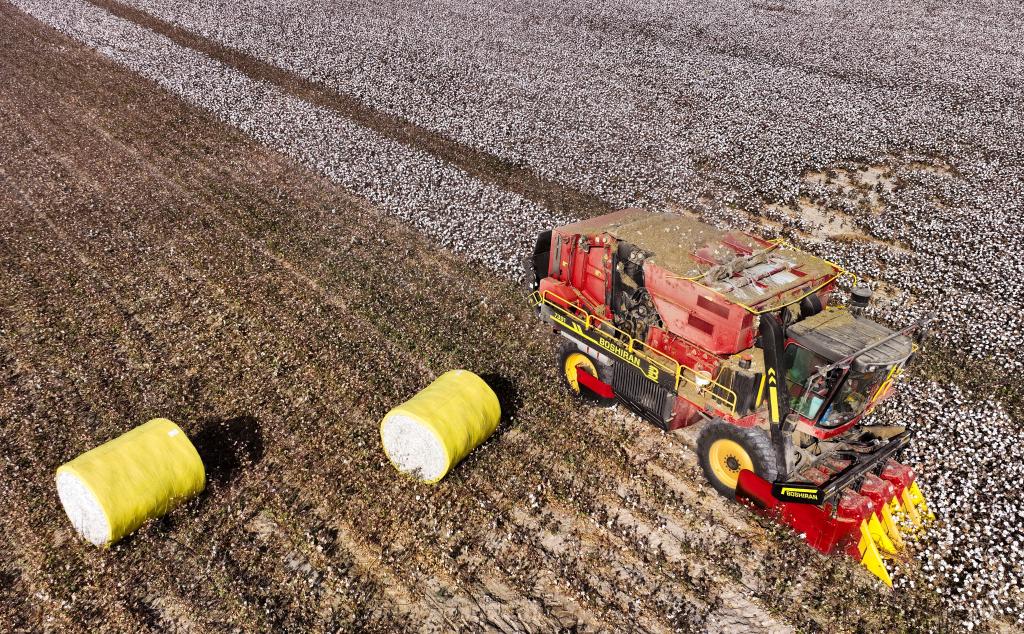 在新疆,农机手驾驶采棉机在棉田中作业(10月24日摄,无人机照片).