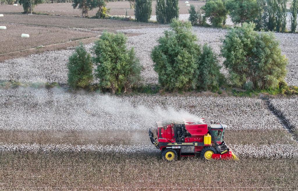 在新疆,农机手驾驶采棉机在棉田中作业(10月20日摄,无人机照片).