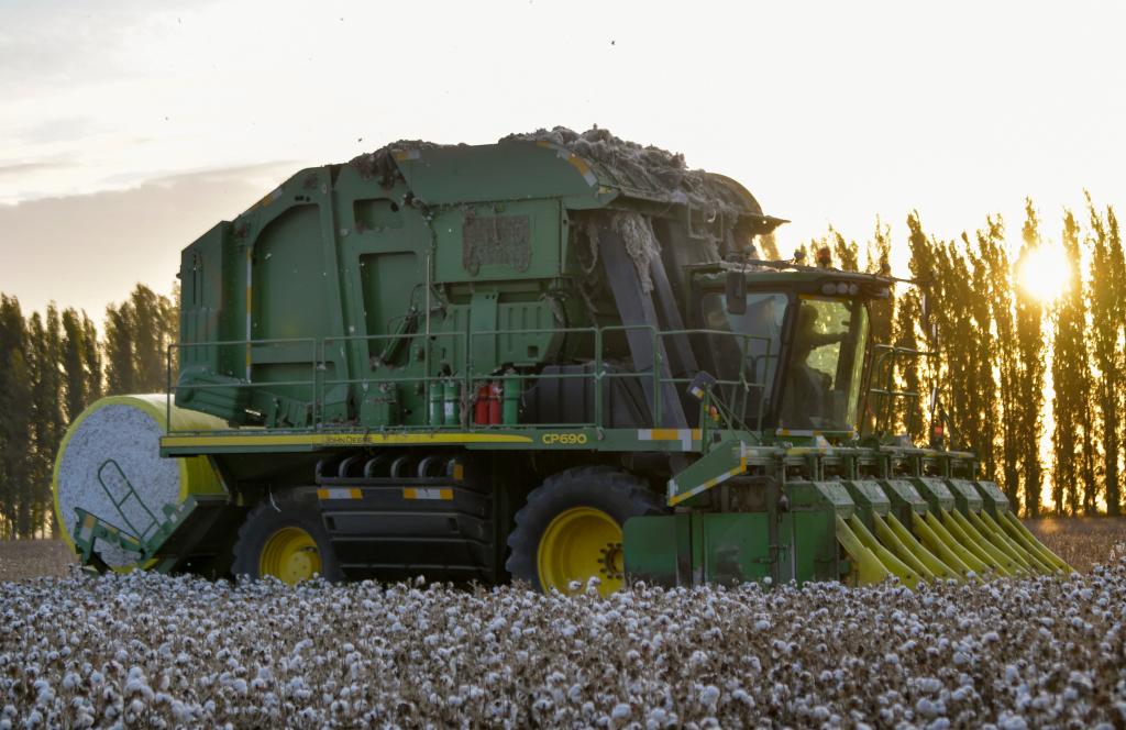 他告诉记者,放在以前,这1000多亩棉花需要六七十名采花工耗费两个月