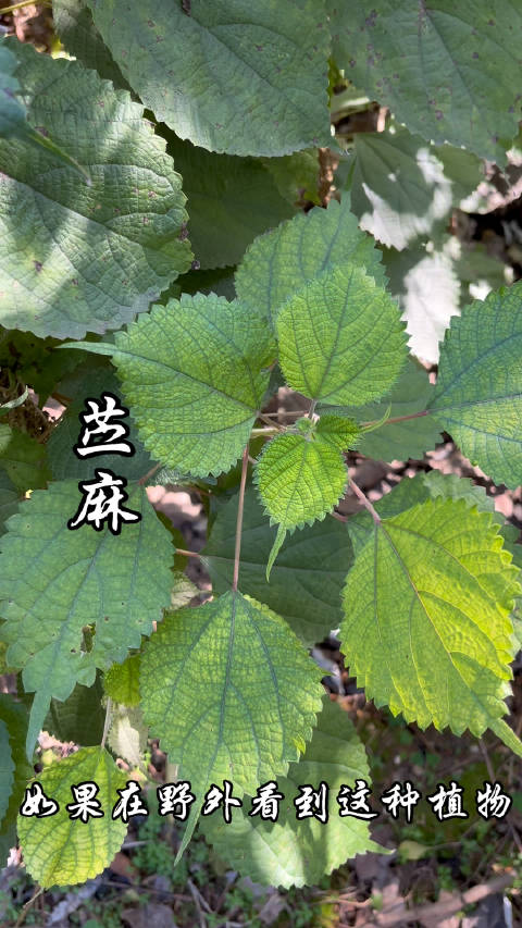 苎麻,有“中国草”之称,你了解这种植物吗?_新浪新闻