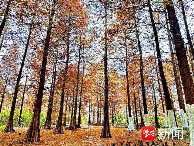 镇江金山湖:湖光"杉"色醉游人|镇江市_新浪财经_新浪网