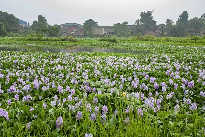 入侵植物水葫芦.图源:视觉中国