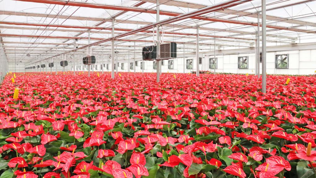 商河县的花卉温室大棚里,红掌争相绽放.新华社记者陈国峰 摄