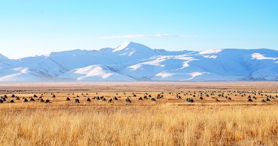 西藏当雄的草原牧场.新华社发