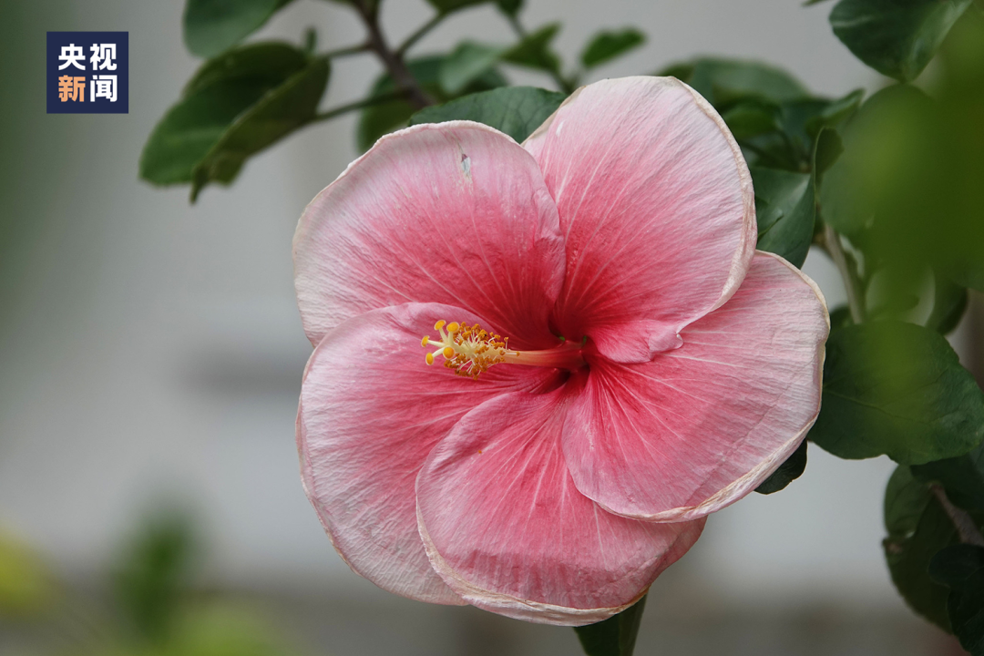 南宁市市花朱槿花