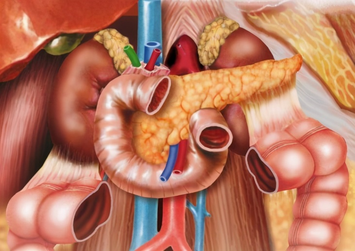 胰腺解剖位置示意图.来源:百度百科