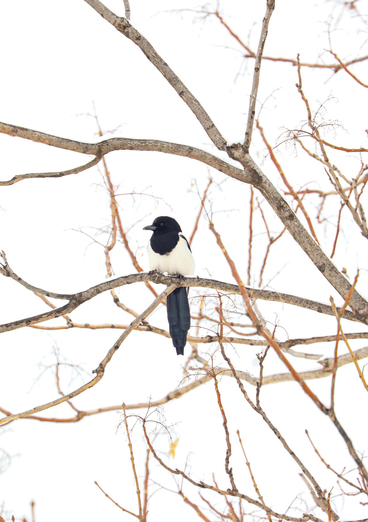 京城槐园枝头喜鹊(平房乡)