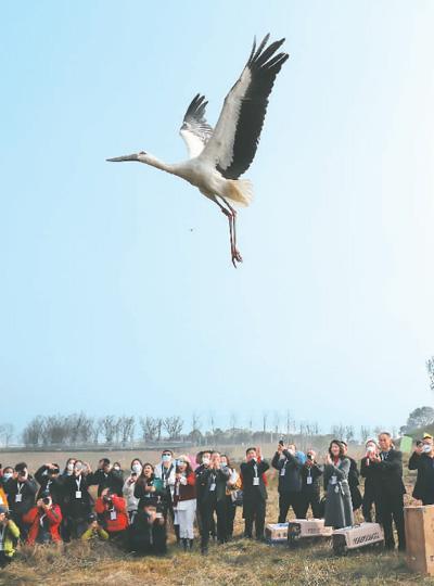 九江:越冬候鳥舞翩躚|鄱陽湖_新浪財經_新浪網