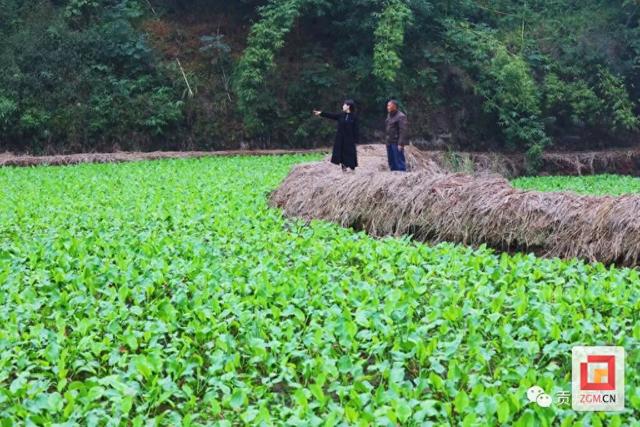 “冬闲田”变“增收田”——贡井区莲花镇新桥村泽泻种植为稻田增收配好“药方”|集体经济|村民|水稻|轮作|基地_新浪新闻