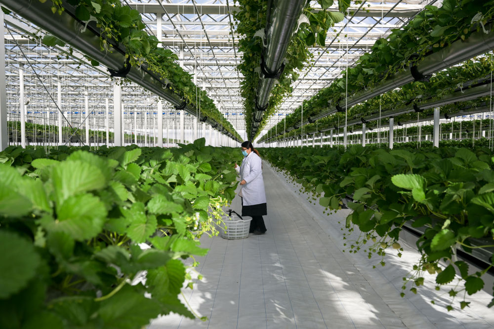 "科技范儿"加速农业高质量发展