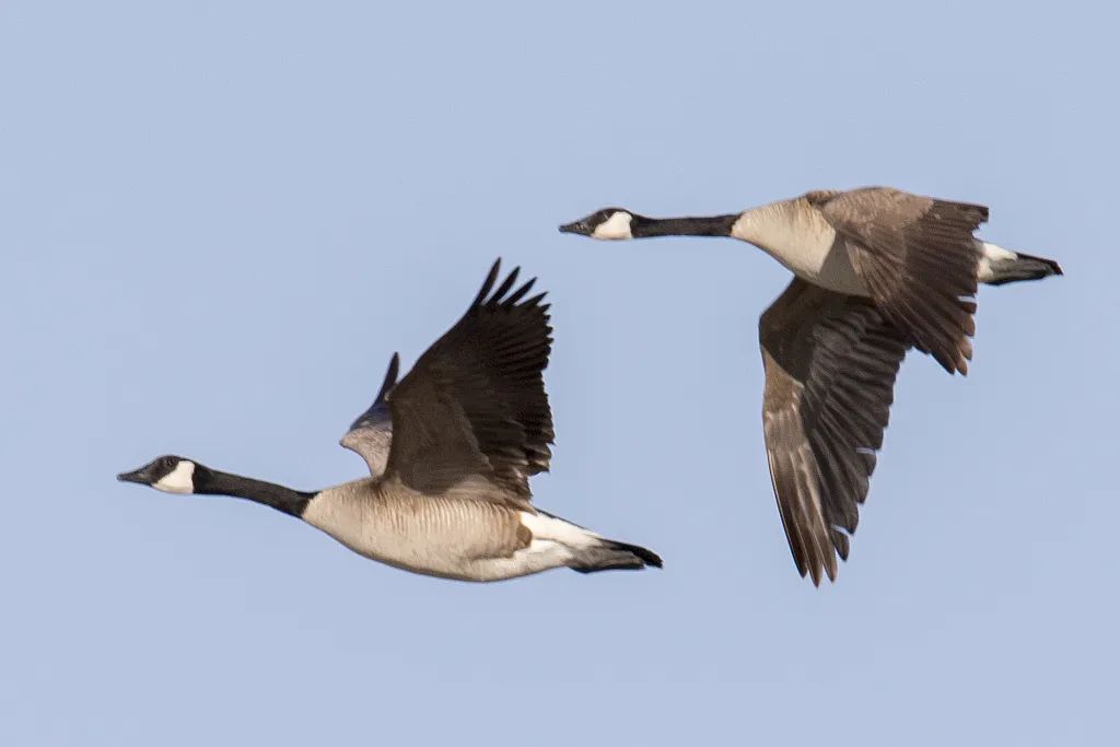 比翼双飞的大雁,是忠贞的象征.(图片来源:视觉中国)
