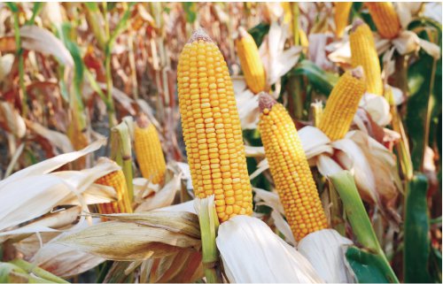 图为由隆平生物培育的玉米种子长势良好. 资料图