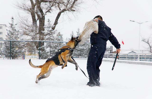吉林图们边防:警犬冬季训练正当时_新浪财经_新浪网