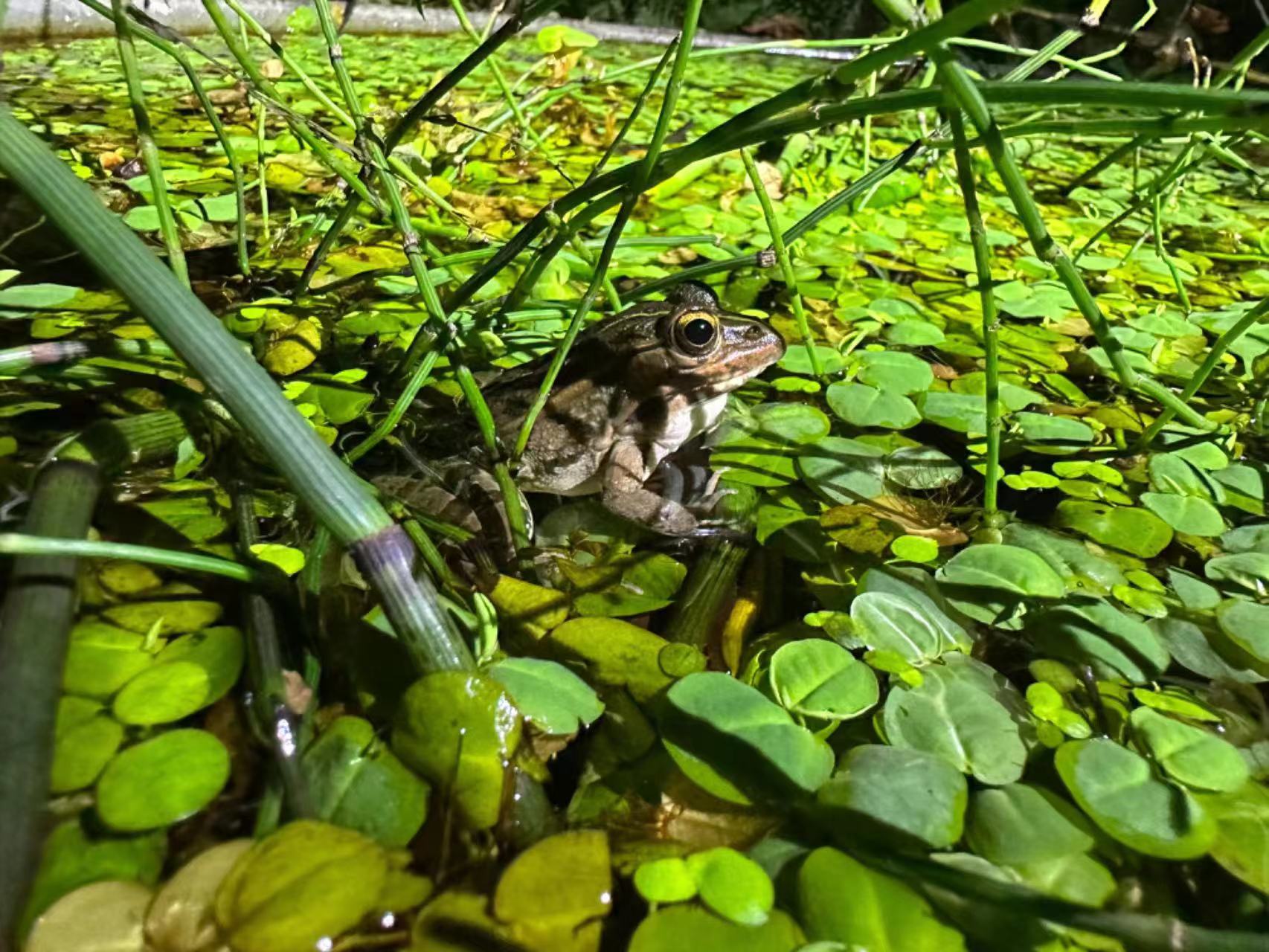 凤头鹰,黑长喙天蛾……上海和平公园已记录上百种野生动物|志愿者