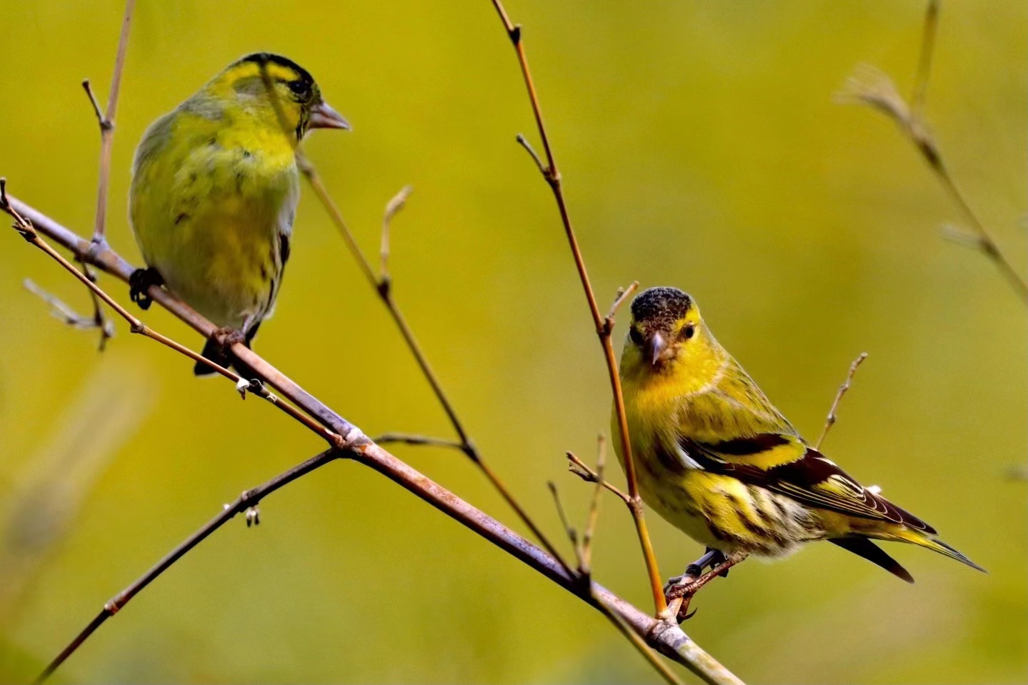 凤头鹰,黑长喙天蛾……上海和平公园已记录上百种野生动物|志愿者