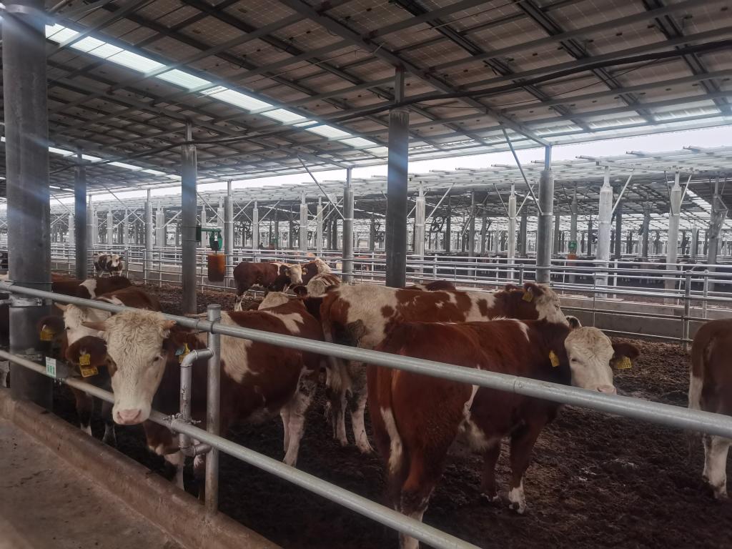 新华全媒 丨智慧养牛·种养结合·链式发展——安徽肉牛振兴计划见闻