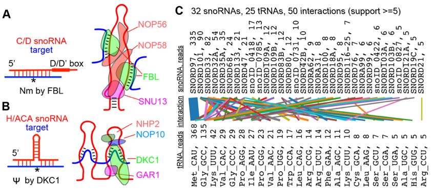 图 | snoRNA 基本原理以及 PARIS2 捕获的部分 snoRNA-tRNA 相互作用网络（来源：资料图）