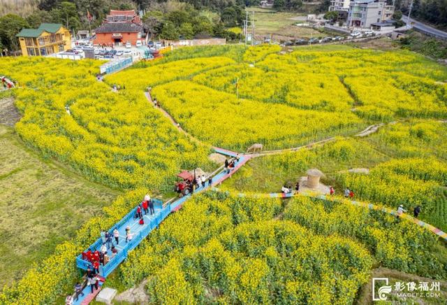 永泰梧桐油菜花图片