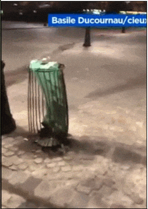 在法国街头出没的老鼠。