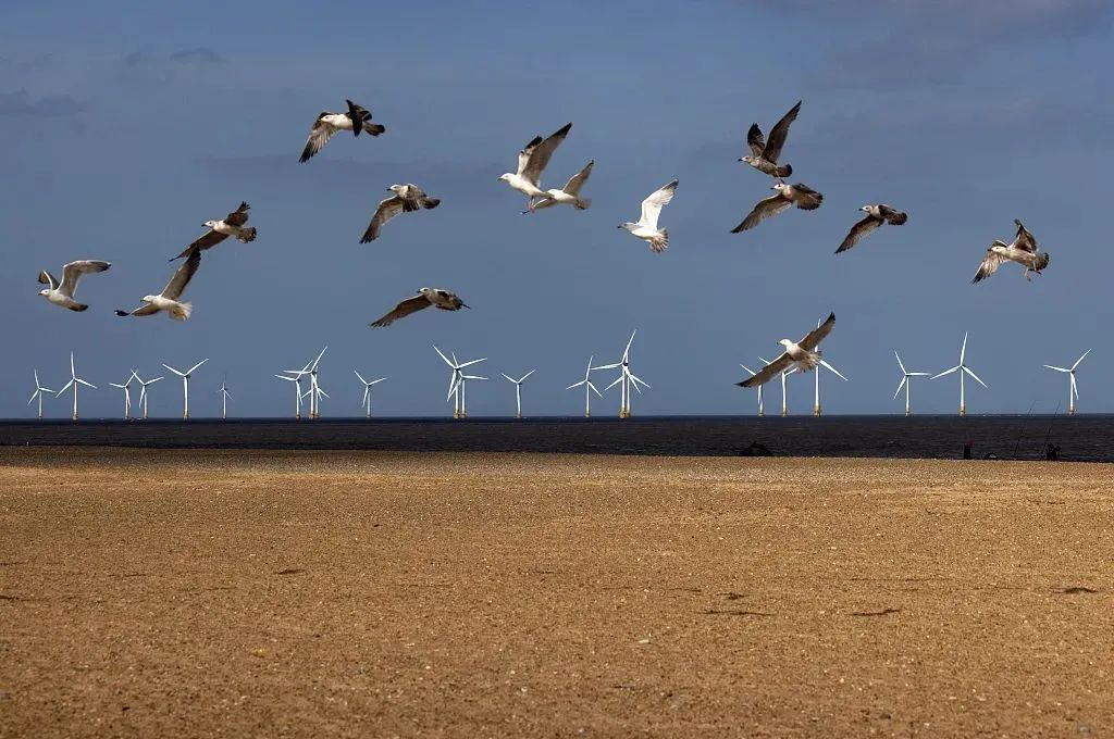 风机杀死濒危动物，法国首次下令关闭风电场｜焦点分析