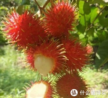 美味的毛荔枝|红毛丹|维生素|暗适应|锤子|岭南_新浪新闻