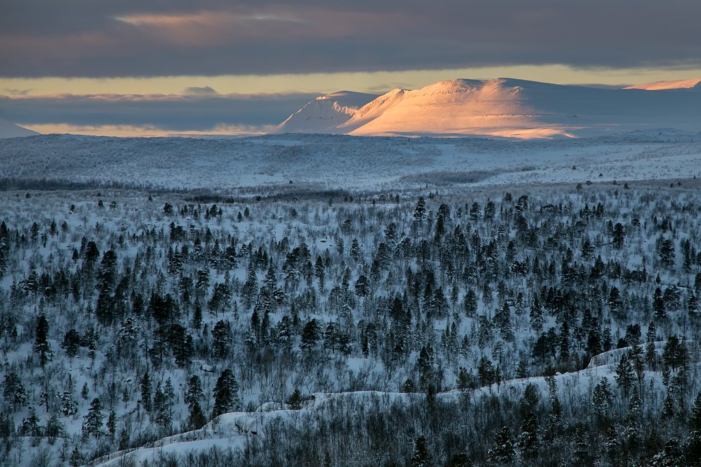 森林之危①:未受侵扰的原始森林