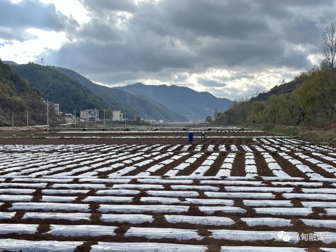 忙春耕抢农时 凤合镇万亩小春马铃薯备耕忙