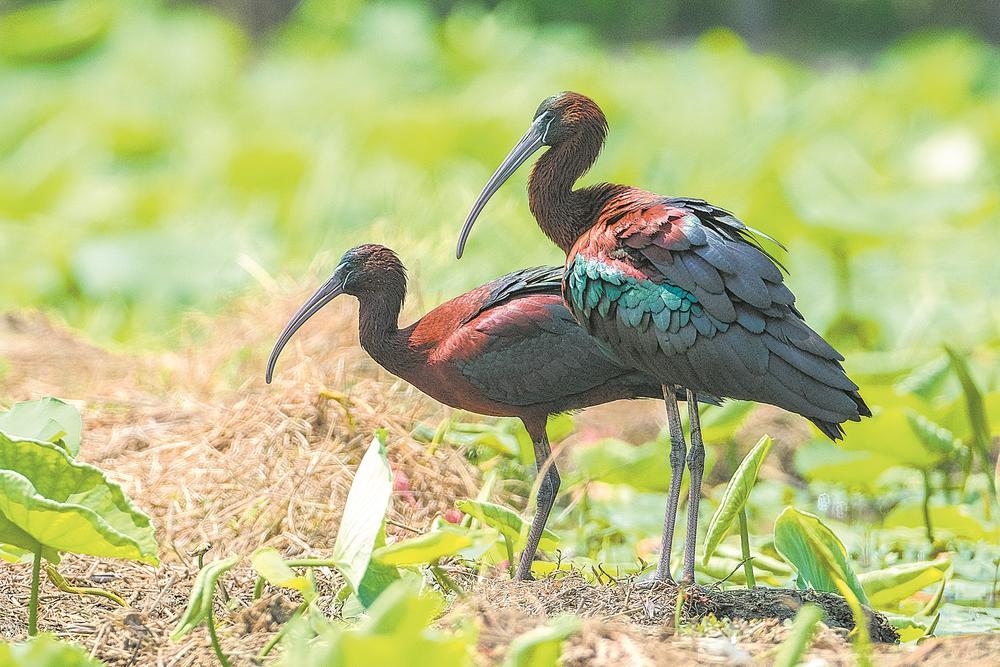 彩鹮当选2023成都年度鸟|成都鸟类名录3.0_新浪财经_新浪网