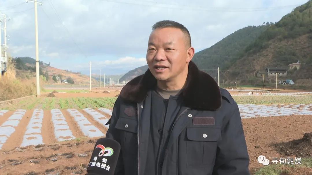 忙春耕抢农时 凤合镇万亩小春马铃薯备耕忙