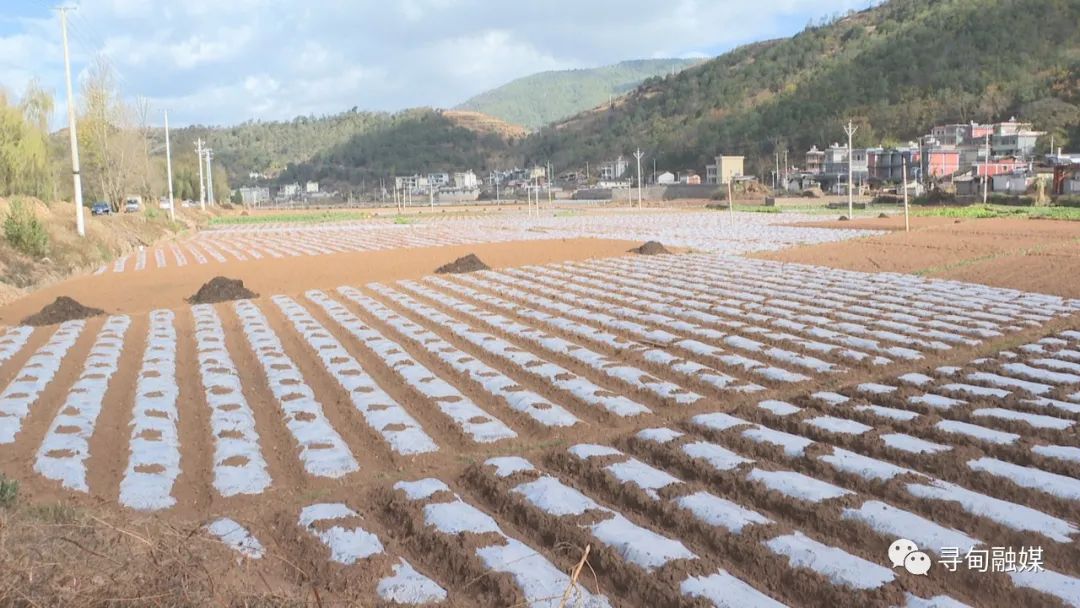 忙春耕抢农时 凤合镇万亩小春马铃薯备耕忙