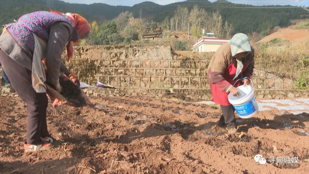 忙春耕抢农时 凤合镇万亩小春马铃薯备耕忙