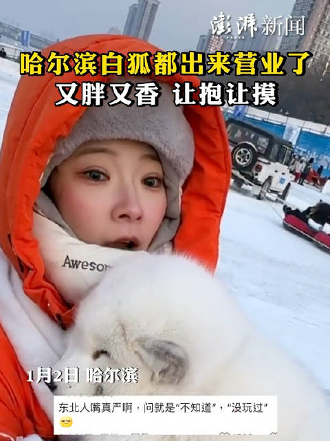 1月2日,哈尔滨白狐都出来营业了,又胖又香,让抱让摸……_新浪新闻