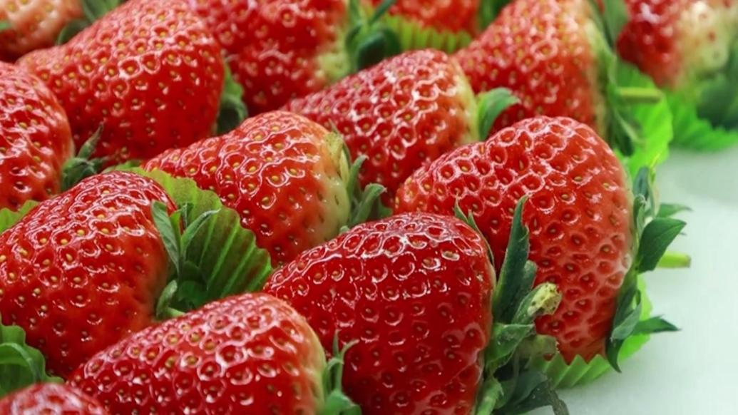 辽宁庄河:草莓红,日子甜