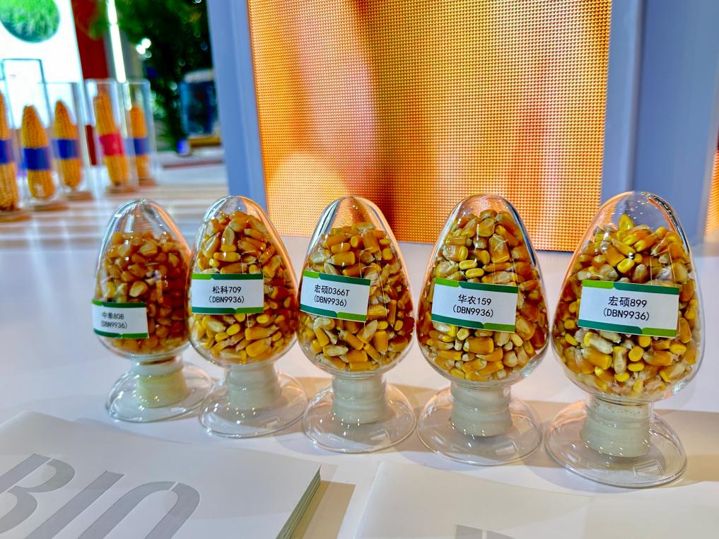 2024国际种业科技博览会上展示的不同品种特性的玉米种子.
