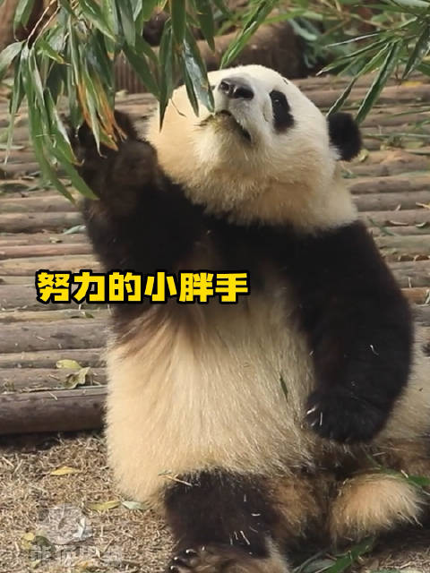 花花因为手太短够不到竹子|哈士奇_新浪新闻
