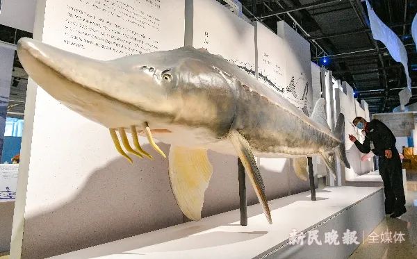 国家一级保护动物白鲟,中华鲟等珍稀鱼类模型亮相