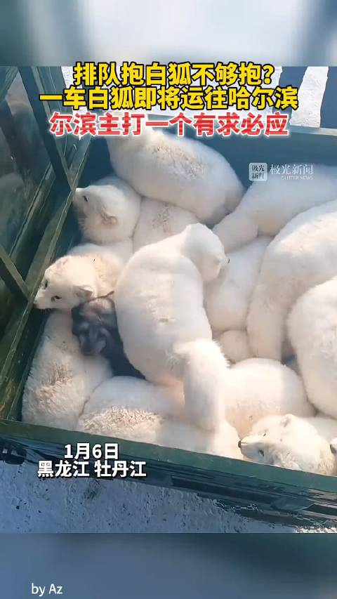 排队抱白狐不够抱?_新浪新闻