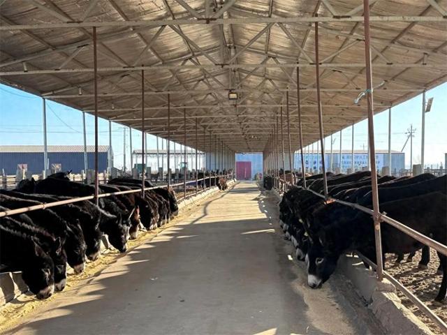 1月8日,走进新安镇羊房子村河套马驴人工繁育基地,耳边不时传来阵阵驴