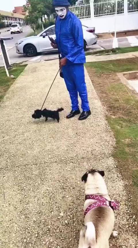 看这假狗把真狗吓的……_新浪新闻