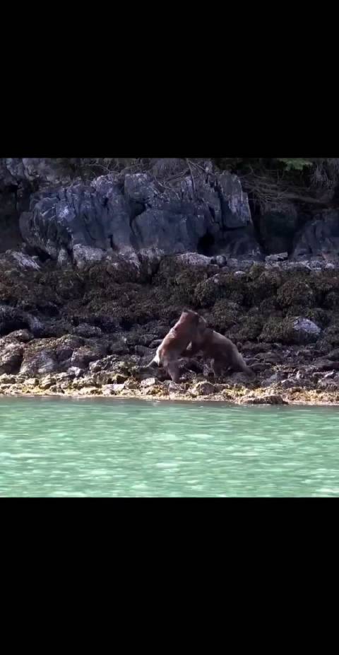 假如我要去劝架的话,应该怎么做它们才会给我个面子_新浪新闻
