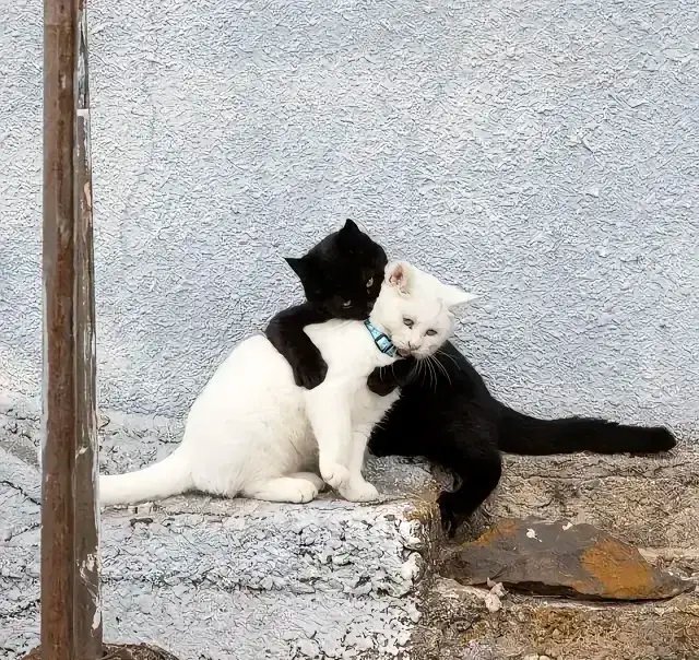 欧拉黑猫白猫的区别 欧拉黑猫2025款价格和配置如何